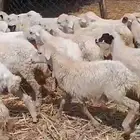رخال مهجن حري من 470
