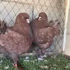 حماممم