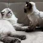 قطتين للتبني