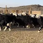 ضان نجد