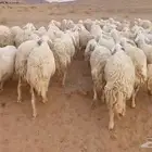 غنم حريات حرش دفيع ومواليد للبيع