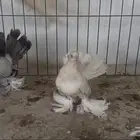 زوج كرنقو