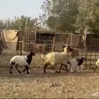 نعاج نعيم ولد