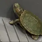 سلحفاة للبيع مع اغراضها