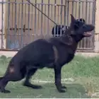 جيرمن شيبرد