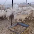 غنم حريات للبيع