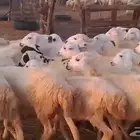رخال مهجن حري من 650
