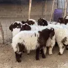 هرافس نعيم