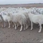 غنم حرش عدد 111 دفيع وفي فحولها والمواليد واحده والخير مقدم