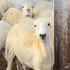 خرفان رفيدي بلدي انتاج مزرعتنا