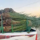 نخل مثمر للبيع الخفجي