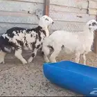 خرفان
