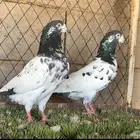 حمام
