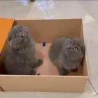 قطط سكوتش