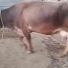 بقرة وثور سويسريات