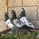 حمام