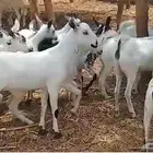 تيوس وجفرات بيشيات