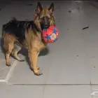 جيرمن شيبرد