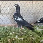 حماممم