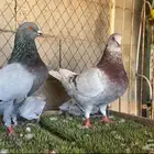 حماممم