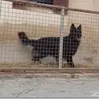 جيرمن شيبرد