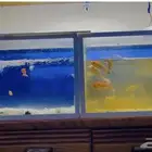 fish with aquariums