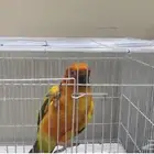 صن كنيور اليف