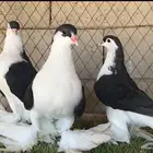 حمامم