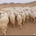 غنم حرش حريات للبيع