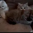 شيرازي عمارهم شهرين