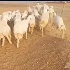 غنم حريات حرش عددها 81 تحتها 51 مواليد خلفات