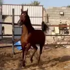 حصان شعبي للبيع
