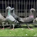 حمام هومر