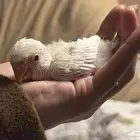 روز