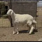 فحل حري