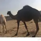 القحه لها 10 شهور