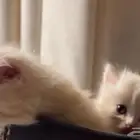 قطط