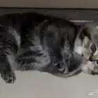 قطط سكوتش للبيع