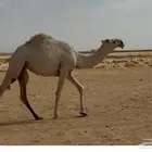 بكره رمانيه