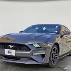 مطلوب موستنج