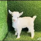 ماعز قزم الماعز القزم