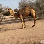 الفحل و انتاجه للبيع ساس الفحل على ابل بن دهيمان السبيعي