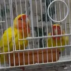 جوز رد فيس الاحساء المبرز