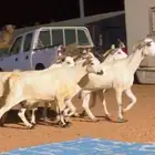 معزا بيشيات دفيع