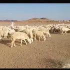 غنم