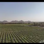 للبيع مزرعة بالخطة قائمة