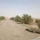 بيع نخل خلاص ملهم