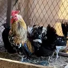 دجاج كويتي ( حباحب )