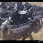 تيوس