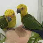 فروخ صن كنيور.  تم البيع